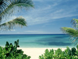 Beach and Palm Trees, Oahu, HI Photographie par Bill Romerhaus