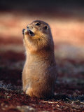 Prairie Dog Snacking Photographie par Fogstock Llc 