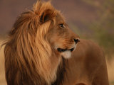 Male Lion, Namibia, South Africa Fotografie-Druck von Keith Levit