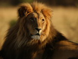 Lions, Namibia, Africa Fotografie-Druck von Keith Levit