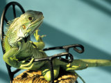 Iguana Fotografie-Druck von Jacque Denzer Parker
