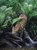 Amur Leopard, Panthera P Orientalis, Endangered Photographic Print by D. Robert Franz