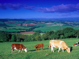 Cows in the Valley, South Wales Fotografie-Druck von Peter Adams