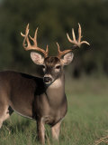 Whitetail Buck Photographic Print by D. Robert Franz