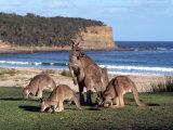 Group of Kangaroos Grazing, Australia Fotografie-Druck von Inga Spence