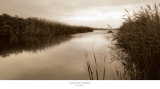 River Reeds Prints by Christine Triebert
