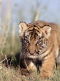 Bengal Tiger Cub, Panthera Tigris Fotografie-Druck von D. Robert Franz