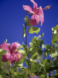 Pink Hibiscus Fotografisk trykk av Chel Beeson Pink Hibiscus Fotografisk trykk av Chel Beeson
