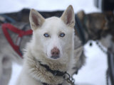 Dog at Dog Sled Race Photographic Print by Jim Oltersdorf
