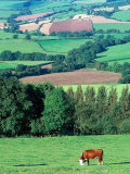 Cows in the Valley, Switzerland Photographic Print by Peter Adams