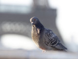 Pigeon at Eiffel Tower, Paris, France Photographic Print by Keith Levit