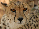 Cheetah - Nambia Africa Lámina fotográfica por Keith Levit