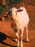 White Goat Fotografie-Druck von Silvestre Machado