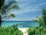 Beach and Palm Trees, Oahu, HI Photographie par Bill Romerhaus