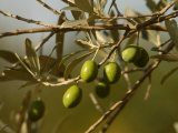 Olives, Tuscany, Italy Fotografie-Druck von Keith Levit