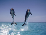 Two Jumping Dolphins Fotografie-Druck von Stuart Westmorland