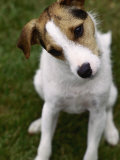 Jack Russell Terrier Sitting in Backyard Fotografie-Druck von Jim Corwin