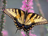 Tiger Swallowtail Butterfly Perched on a Flower Photographic Print by Tony Ruta