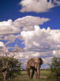 Elephant in Etosha National Park, Namibia Fotografie-Druck von Walter Bibikow