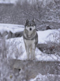 Churchill, Northern Manitoba, Canada in Winter Photographic Print by Keith Levit