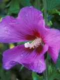 Hibiscus Syriacus, Russian Violet (Rose of Sharon), with Raindrops Photographic Print by Mark Bolton