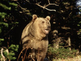 Grizzly Bear at Edge of Forest Photographic Print by Guy Crittenden