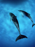 Atlantic Spotted Dolphin, Bimini, Bahamas Fotografisk trykk av Tobias Bernhard Atlantic Spotted Dolphin, Bimini, Bahamas Fotografisk trykk av Tobias Bernhard