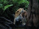 Robert Franz - Amur Leopard in Forest, Panthera Pardus Orientalis - Fotografik Baskı Robert Franz - Amur Leopard in Forest, Panthera Pardus Orientalis - Fotografik Baskı