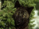 Grey Wolf, Black Colour Phase, Montana Photographic Print by Alan And Sandy Carey Grey Wolf, Black Colour Phase, Montana Photographic Print by Alan And Sandy Carey