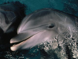 Bottlenose Dolphins, Dolphin Reef, Red Sea Lámina fotográfica por Jeff Rotman
