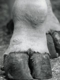 Close-up of Camel's Foot Photographic Print by Henry Horenstein