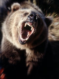 Grizzly Bear Growling Photographic Print by Guy Crittenden