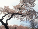 Cherry Tree, Branch Brook Park, NJ Fotografie-Druck von Rudi Von Briel