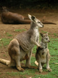 Inga Spence - Female Kangaroo with Joey, Australia - Fotografik Baskı Inga Spence - Female Kangaroo with Joey, Australia - Fotografik Baskı