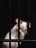 Mouse Behind Bars Photographic Print by Rudi Von Briel