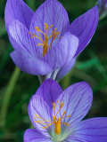 Crocus Speciosus, Cormous Perennial Lámina fotográfica por Mark Bolton Crocus Speciosus, Cormous Perennial Lámina fotográfica por Mark Bolton