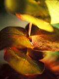 Eucalyptus (Gum Tree, Ironbark), Close-up of Leaves Lámina fotográfica por Ruth Brown