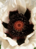 Papaver Orientalis, Perrys White (Oriental Poppy), White Flower with Maroon Purple Centres Photographic Print by Mark Bolton