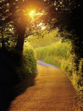 Sunlit Country Lane, Devon, England Photographie par Peter Adams