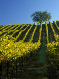 Fall Foliage in Vineyard, Sonoma, CA Fotografie-Druck von Inga Spence