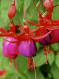 Fuchsia 