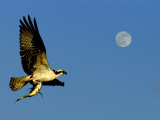 Osprey in Flight with Fish in Talon Photographic Print by Russell Burden