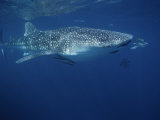 Whale Shark, with Pilot Fish, Australia Photographic Print by Gerard Soury