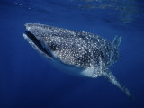 Whale Shark, Swimming, Australia Photographie par Gerard Soury