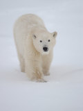 Polar Bear in Churchill Manitoba Photographic Print by Keith Levit