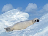 Harp Seal Pup, Pagophilus Groenlandicus, Canada Photographic Print by Robert Franz