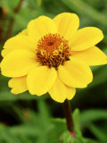 Zinnia Haageana Fotografiskt tryck av Mark Bolton Zinnia Haageana Fotografiskt tryck av Mark Bolton