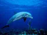 Bottlenose Dolphin, Underwater, Providenciales Photographie par Gerard Soury