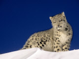 Snow Leopard 5-Month-Old Cub Photographie par Daniel J. Cox