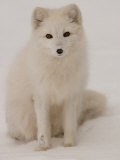 White Fox, Churchill, Northern Manitoba Photographic Print by Keith Levit